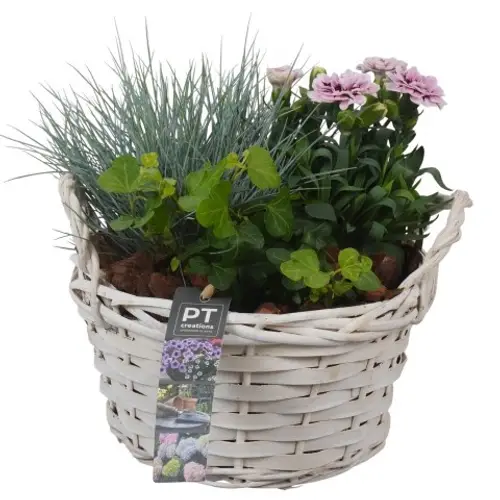 Garten.Arr PTSO8316 T20 H022