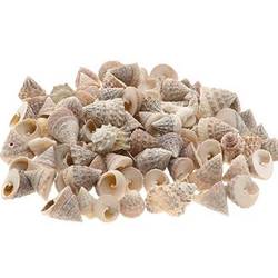 Muschel Grandinatus natur 1kg