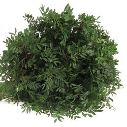 Pistache grün 45cm