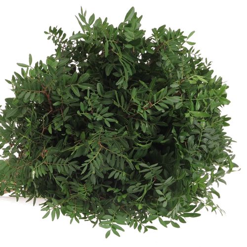 Pistache grün 45cm
