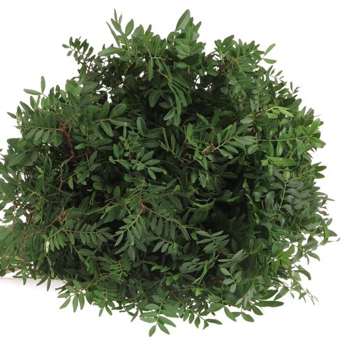 Pistache grün 45cm