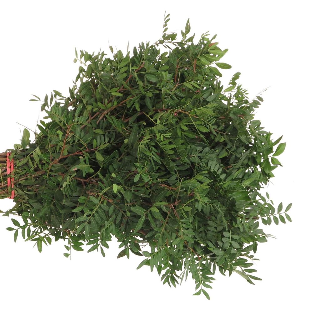 Pistache grün 45cm