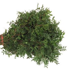 Pistache grün 45cm