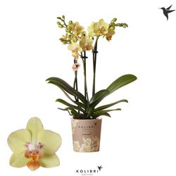 Phal.3-R gelb Malta Kolibri T09 H40
