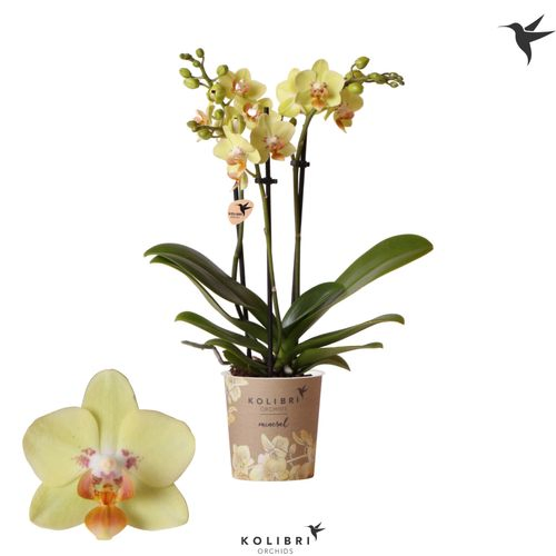 Phal.3-R gelb Malta Kolibri T09 H40