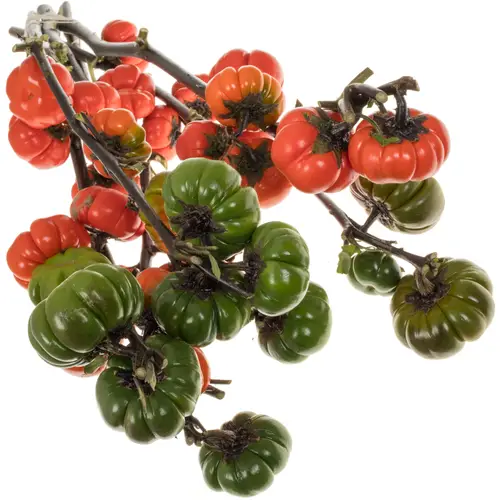 Solanum orange am stiel 70cm
