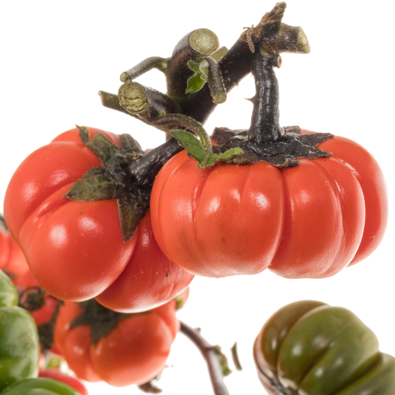 Solanum orange am stiel 70cm