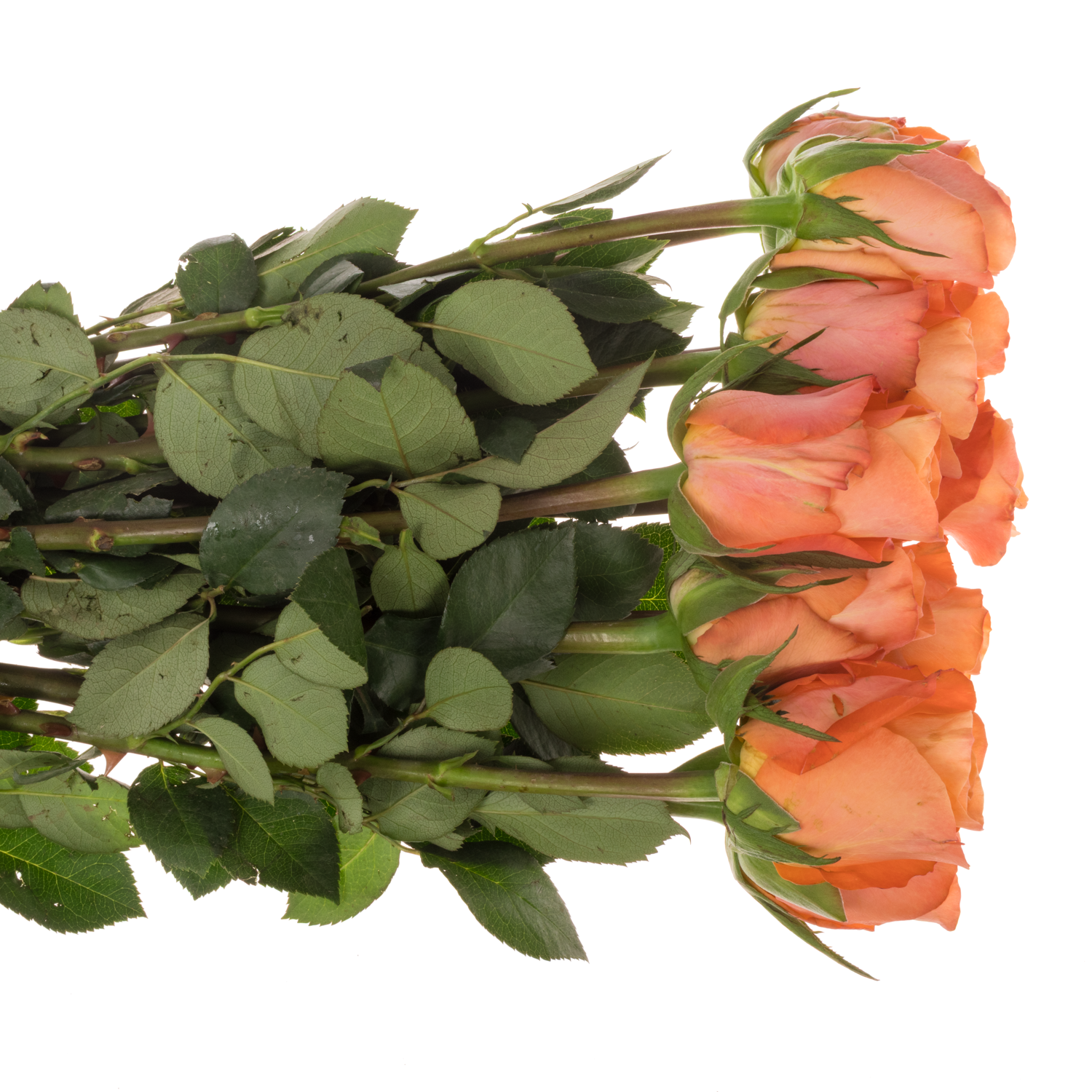 Rose orange/gelb Satsuma 60cm