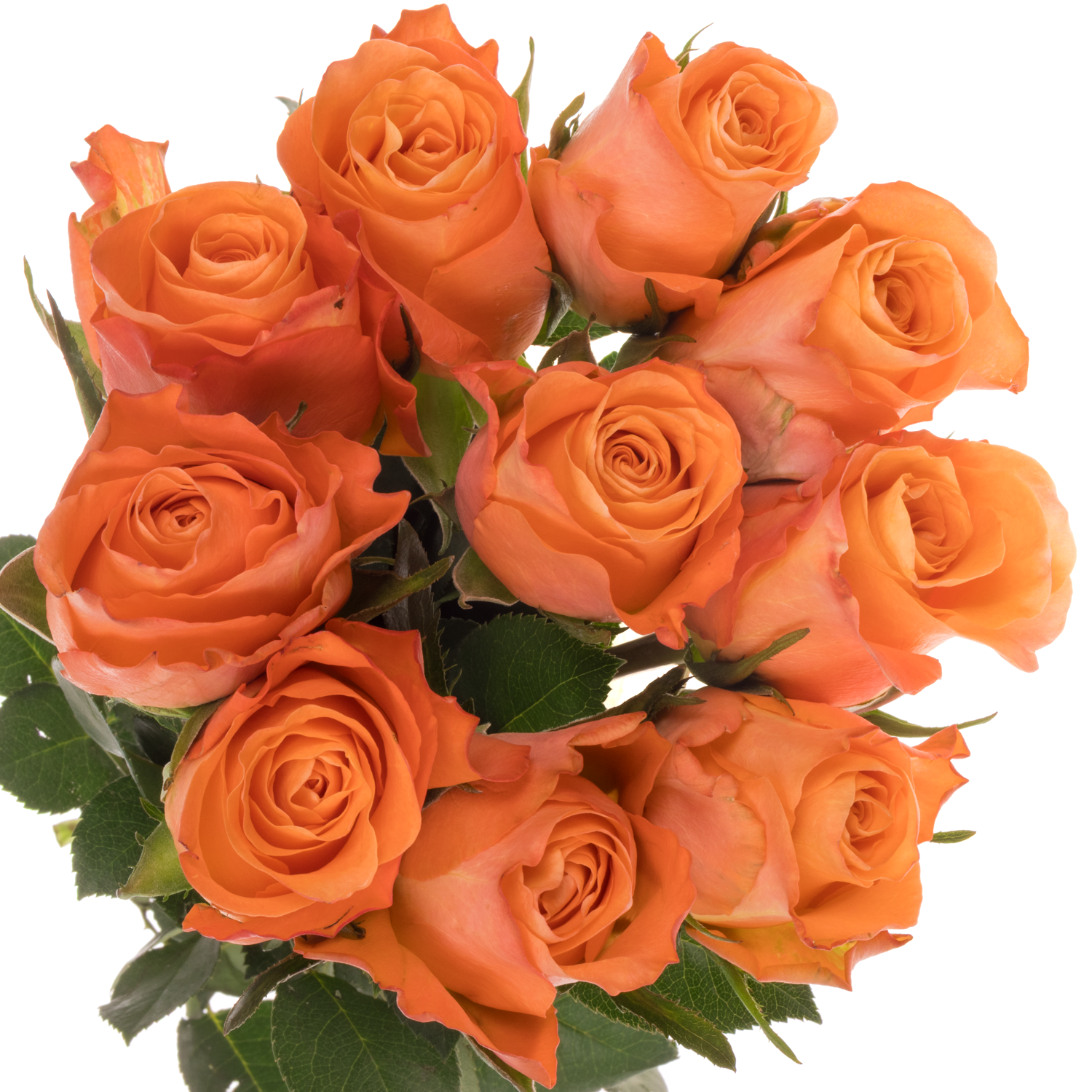 Rose orange/gelb Satsuma 60cm