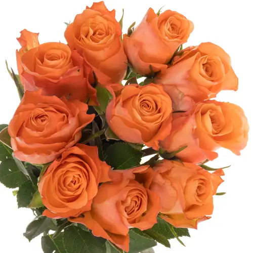 Rose orange/gelb Satsuma 60cm