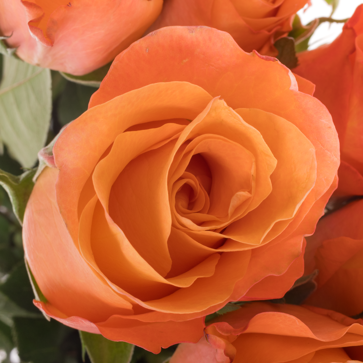 Rose orange/gelb Satsuma 60cm
