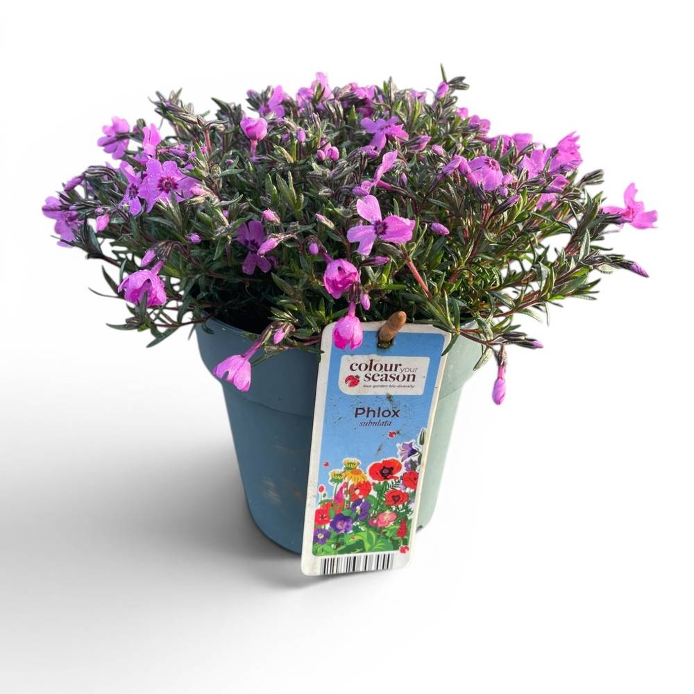 Phlox lila Subulata T15 H025