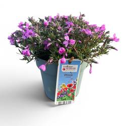 Phlox lila Subulata T15 H025