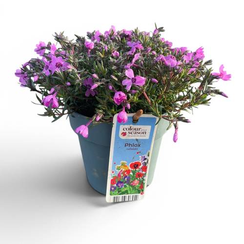 Phlox lila Subulata T15 H025