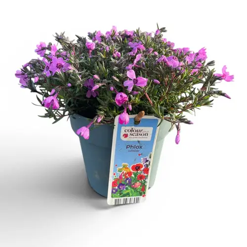 Phlox lila Subulata T15 H025