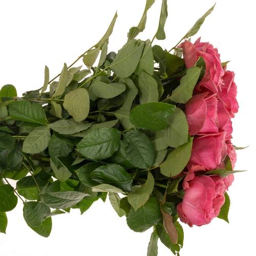 Rose rosa Middleton 50cm