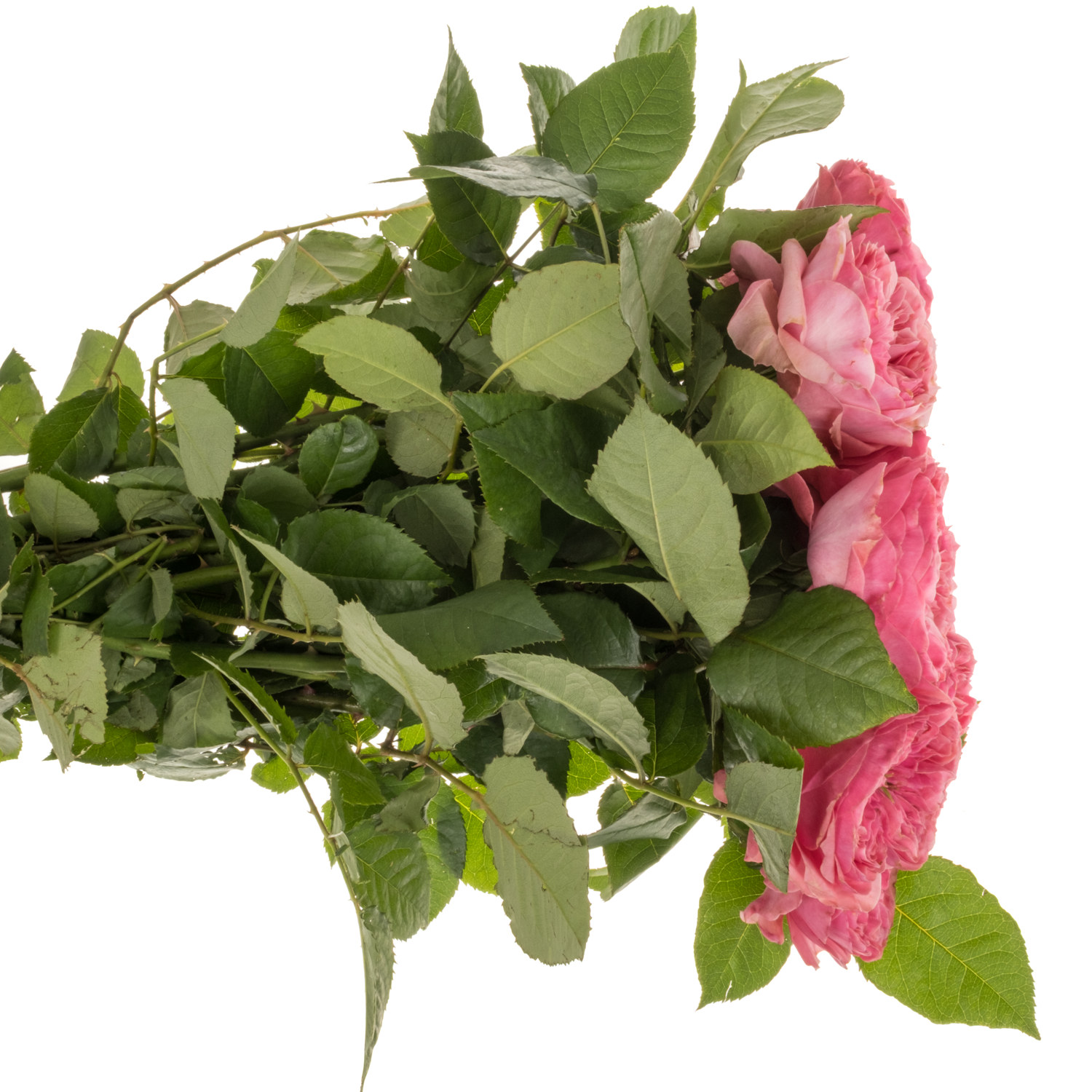 Rose rosa Middleton gefüllt 50cm
