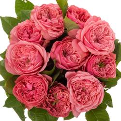 Rose rosa Middleton 50cm