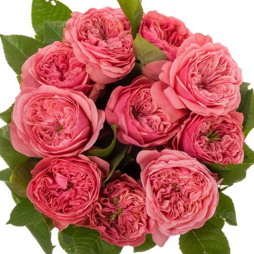 Rose rosa Middleton 50cm