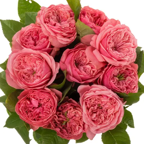 Rose rosa Middleton 50cm