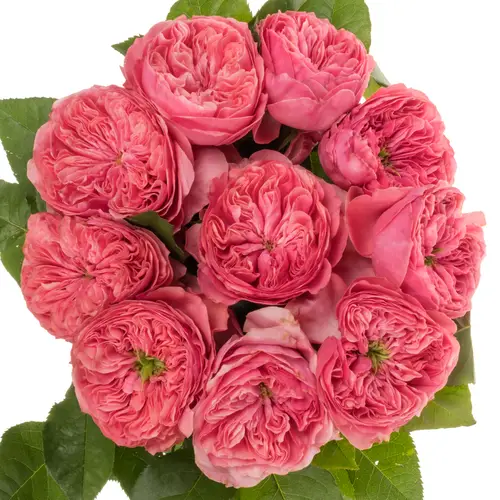 Rose rosa Middleton gefüllt 50cm