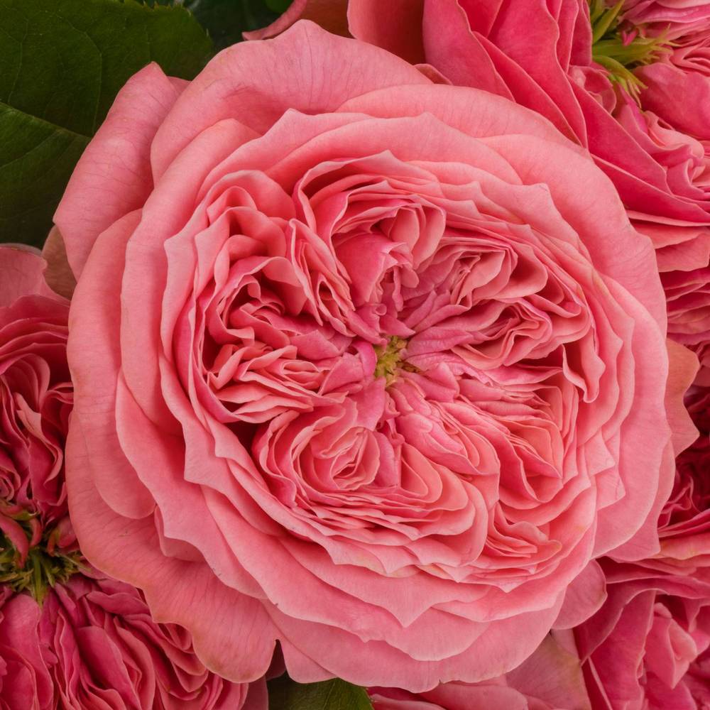 Rose rosa Middleton 50cm
