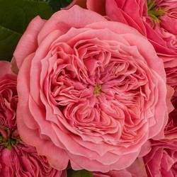 Rose rosa Middleton 50cm