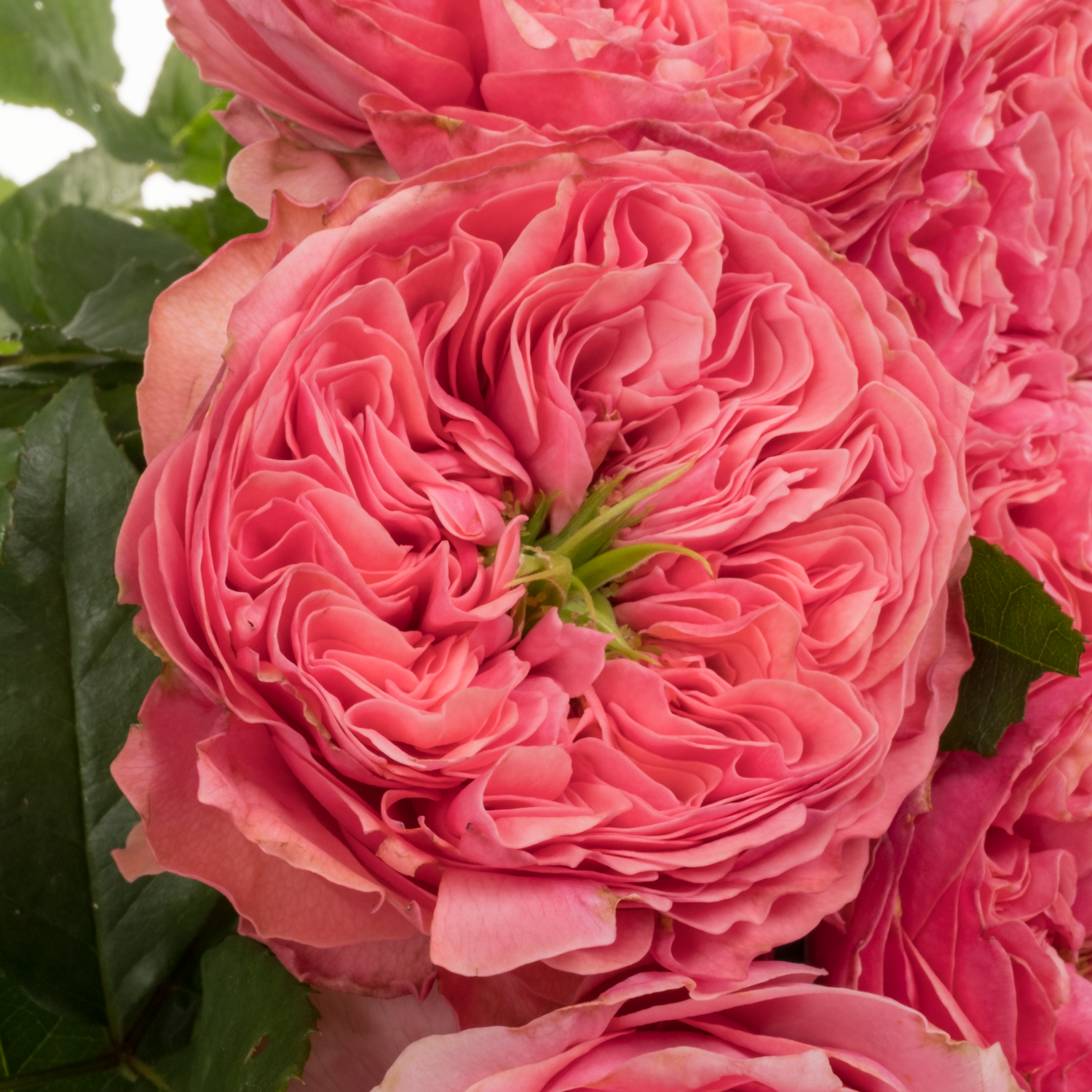 Rose rosa Middleton gefüllt 50cm