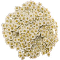 Achillea weiss Dutch Delight 65cm