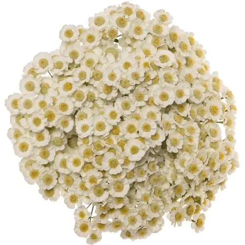 Achillea weiss Dutch Delight 65cm