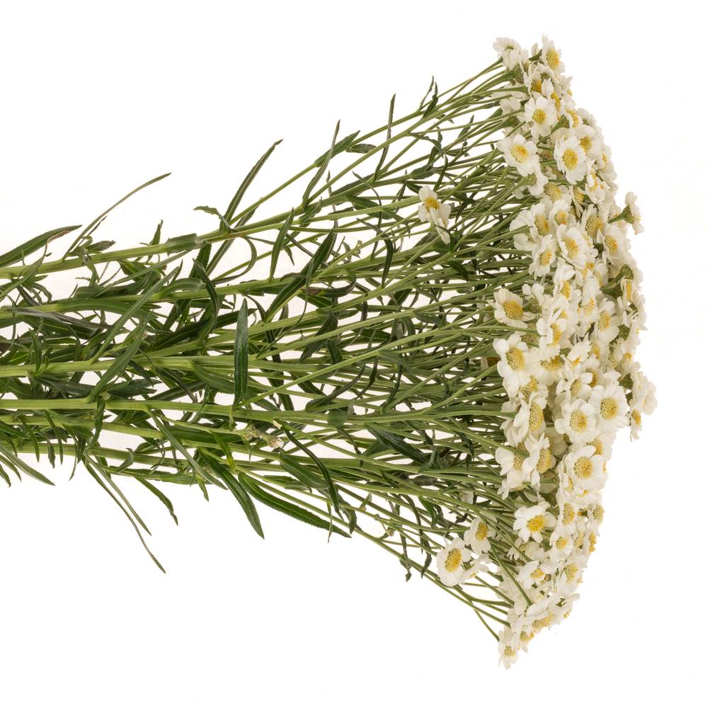 Achillea weiss Dutch Delight 65cm