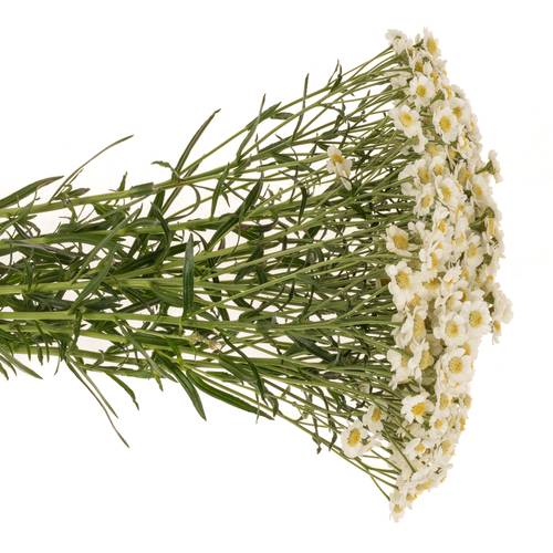 Achillea weiss Dutch Delight 65cm