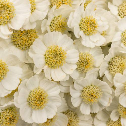 Achillea weiss Dutch Delight 65cm