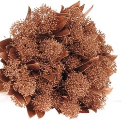 Skimmia kupfer gefärbt 40cm