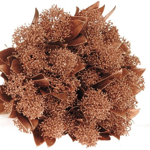 Skimmia kupfer gefärbt 40cm