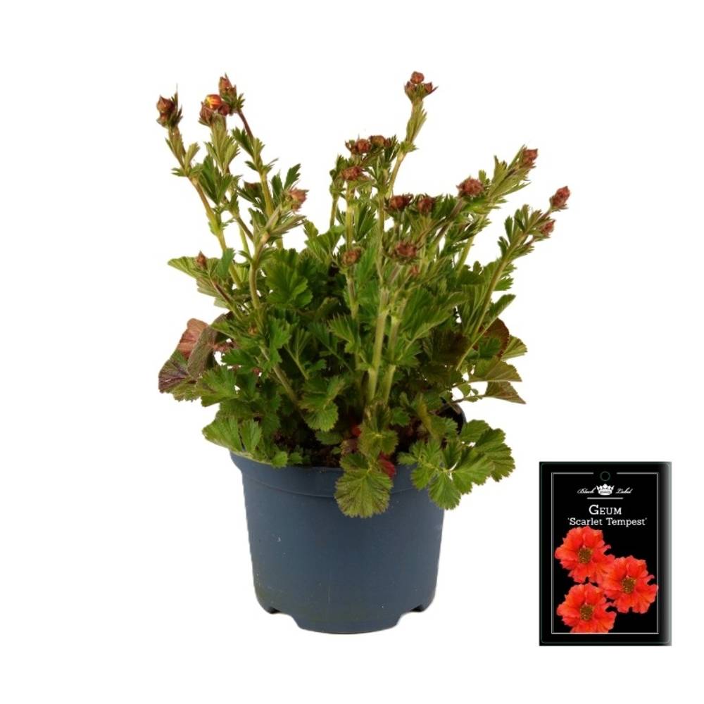 Geum orange Scarlet Tempest T19 H055