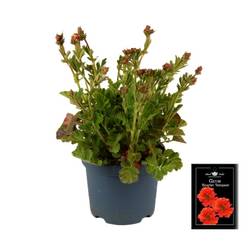 Geum orange Scarlet Tempest T19 H055