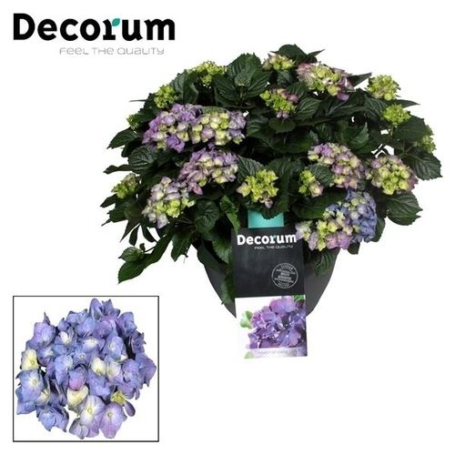 Hortensie Gross blau 20+Bl. T30 H50