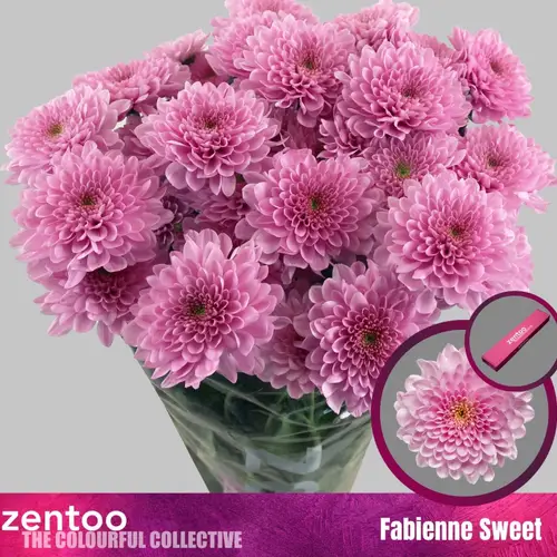 Chrys.Tros rosa Fabienne 75 Gramm 70cm