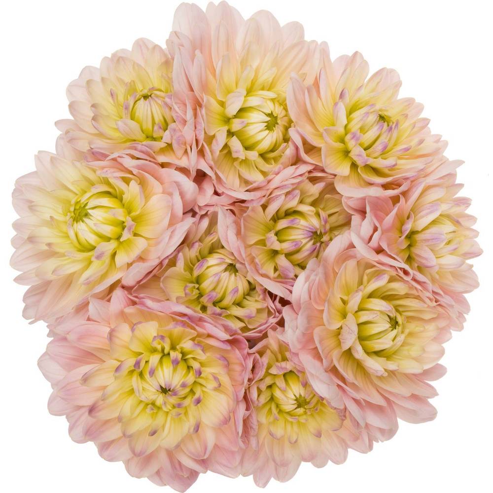 Dahlia hell rosa-apricot Memory 50cm