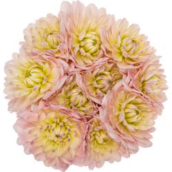 Dahlia hell rosa-apricot Memory 50cm