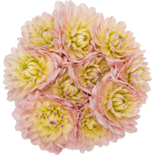 Dahlia hell rosa-apricot Memory 50cm