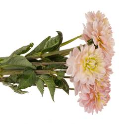 Dahlia hell rosa-apricot Memory 50cm