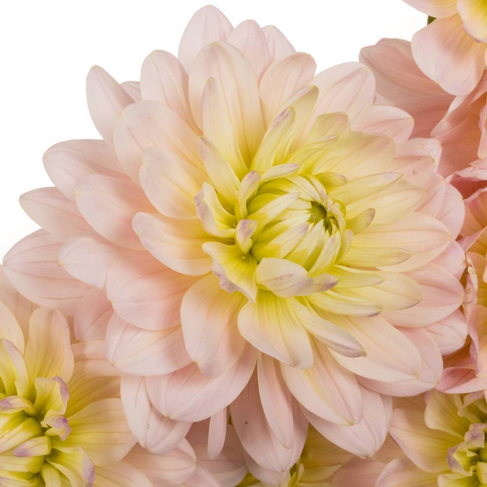 Dahlia hell rosa-apricot Memory 50cm