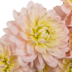 Dahlia hell rosa-apricot Memory 50cm