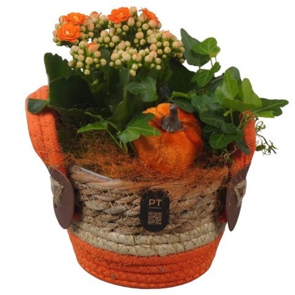 Kal.Arr PTHI3290 Herbst T13 H020