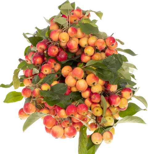 Aepfel Malus Gorgeous 70cm