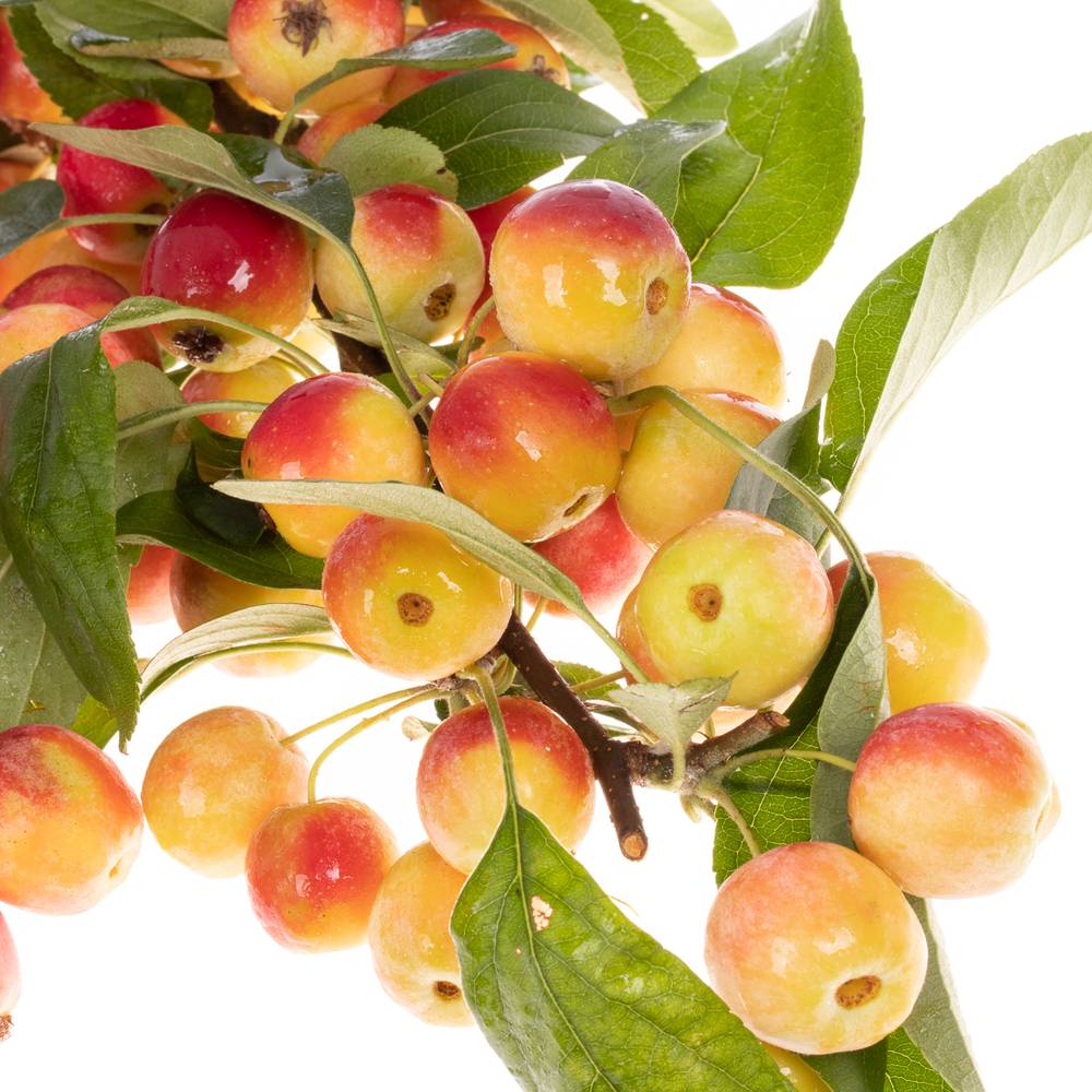 Aepfel Malus Gorgeous 70cm
