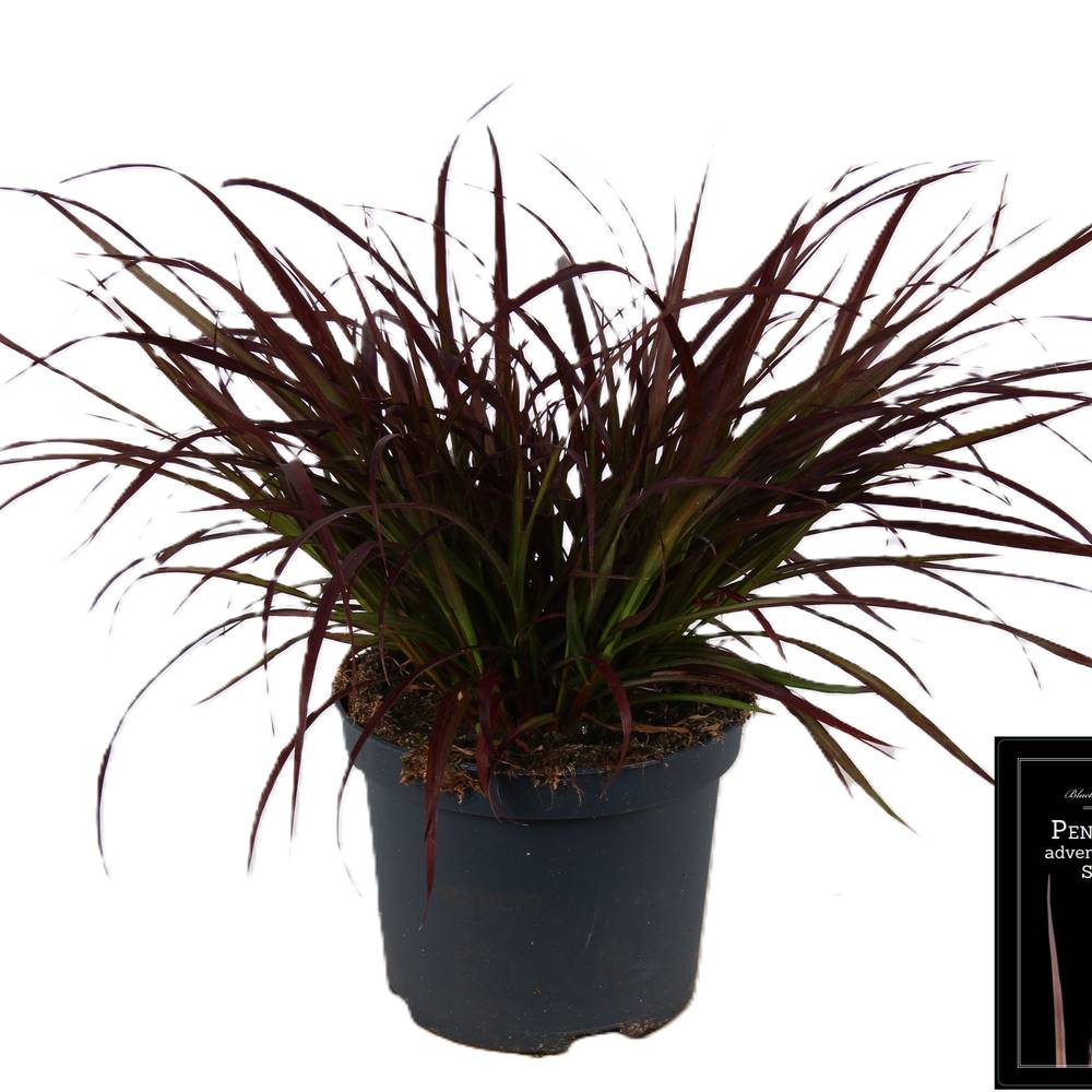 Pennisetum Sum Samba T19 H80