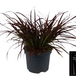 Pennisetum Sum Samba T19 H80
